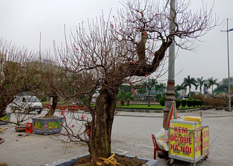 Đ&agrave;o cổ thụ từ Hải Ph&ograve;ng v&agrave;o chợ Tết Thanh H&oacute;a được &ldquo;h&eacute;t&rdquo; gi&aacute; 100 triệu đồng - Ảnh 8.