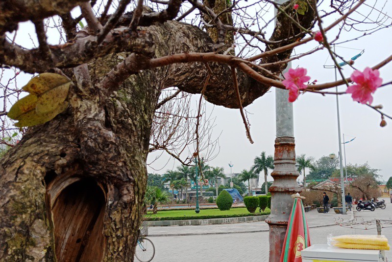 Đào cổ thụ từ Hải Phòng vào chợ Tết Thanh Hóa được “hét” giá 100 triệu đồng