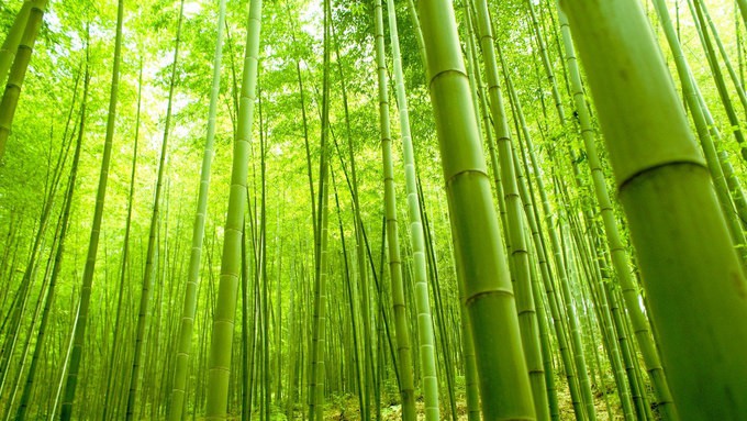 &lsquo;Cảm gi&aacute;c lạ&rsquo; thu h&uacute;t h&agrave;ng chục triệu kh&aacute;ch đến rừng tre ở Nhật mỗi năm - Ảnh 5.