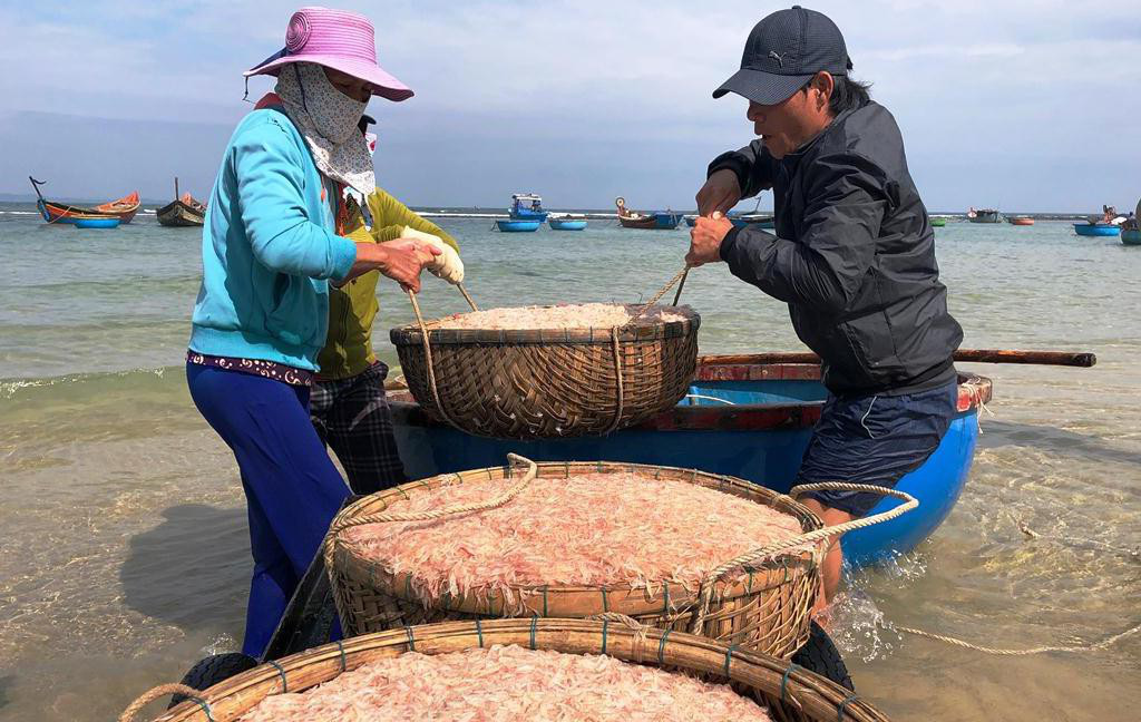 Cận Tết, ngư dân Quảng Ngãi trúng đậm mùa ruốc