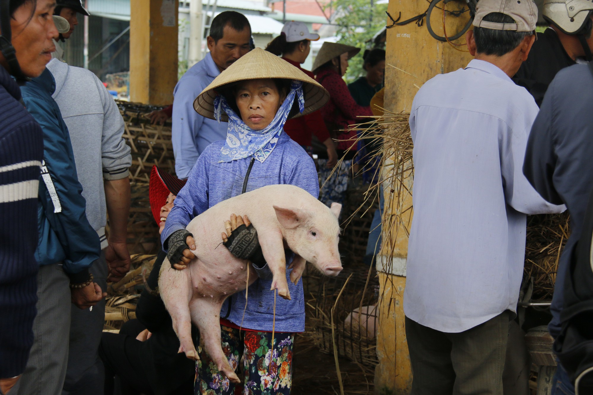 Nghề "độc" ở chợ heo lớn nhất Quảng Nam