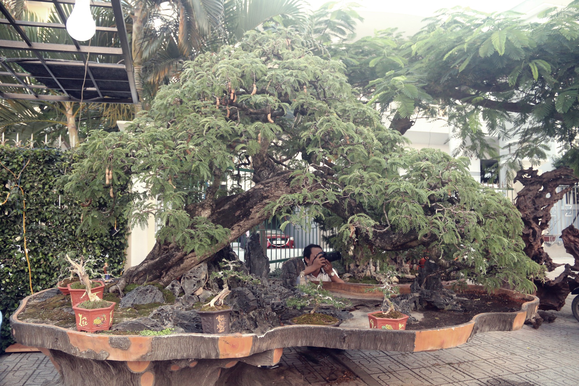 Cụ cây Động mộc nghênh xuân giá tiền tỉ, chỉ bán cho người có duyên - Ảnh 9.