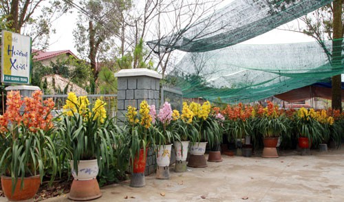 Địa lan, hoa đ&agrave;o Đ&agrave; Lạt h&uacute;t h&agrave;ng - Ảnh 1.