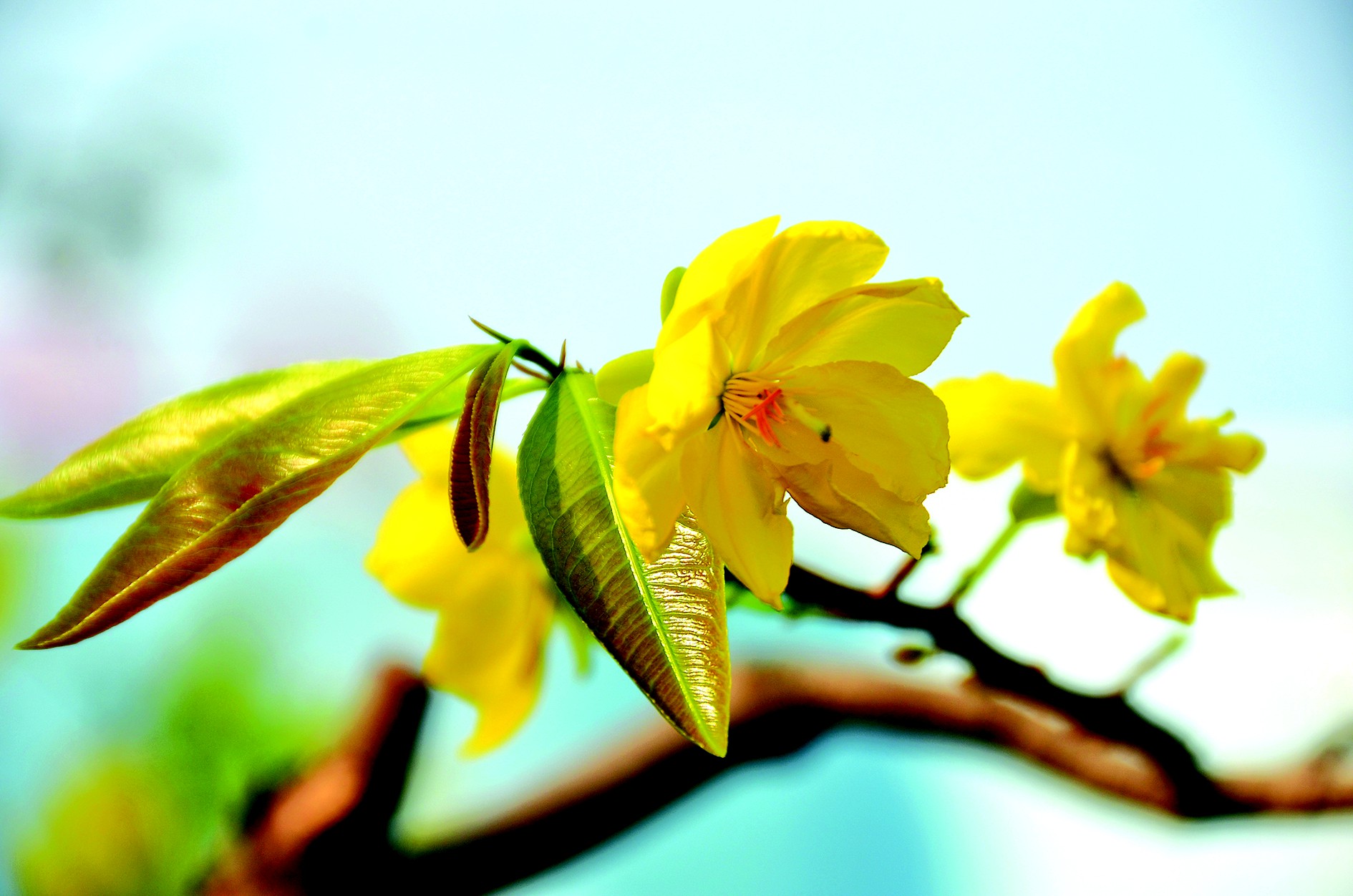 Ngày Tết nhớ “Hoa Xuân”