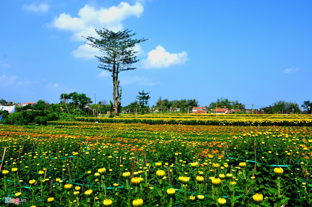 Ngắm làng hoa Tết lớn nhất miền Trung - Ảnh 1.