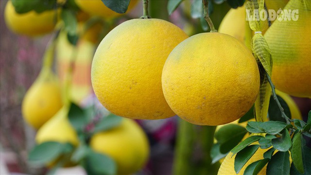 Lý do bưởi Diễn cổ thụ 70 triệu vẫn khiến khách mở hầu bao?