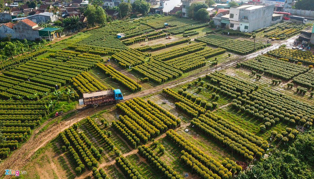 Ngắm làng hoa Tết lớn nhất miền Trung - Ảnh 9.