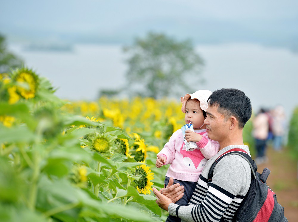 Mãn nhãn ngắm cánh đồng triệu bông hoa hướng dương bung nở ở Nghệ An - Ảnh 4.