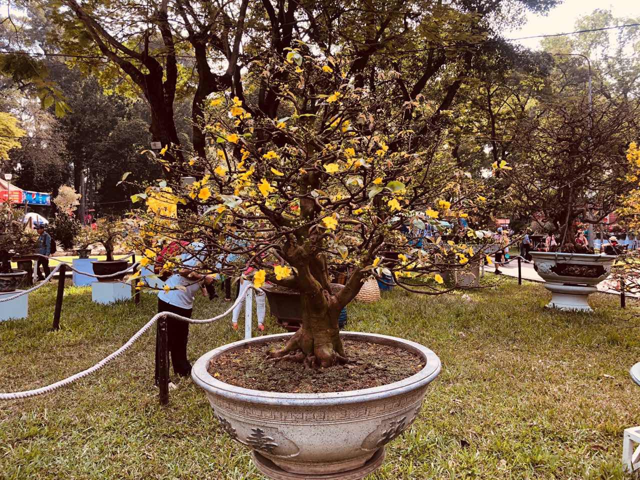 Mai l&agrave; điểm nhấn của Hội Hoa Xu&acirc;n Tao Đ&agrave;n - Ảnh 8.