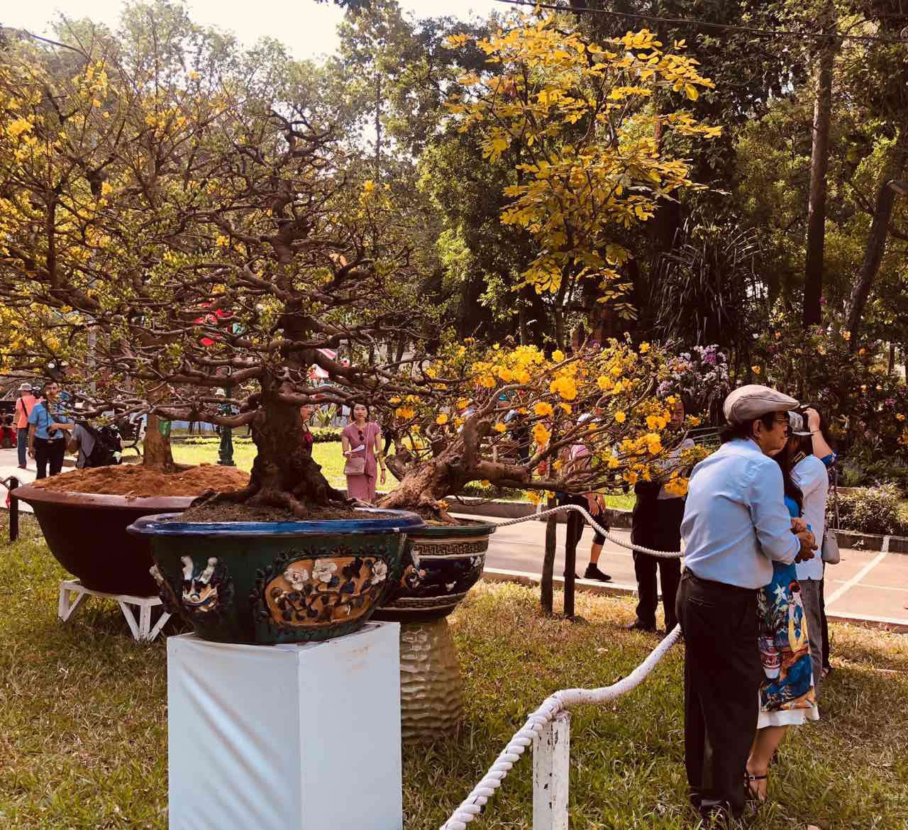 Mai l&agrave; điểm nhấn của Hội Hoa Xu&acirc;n Tao Đ&agrave;n - Ảnh 5.