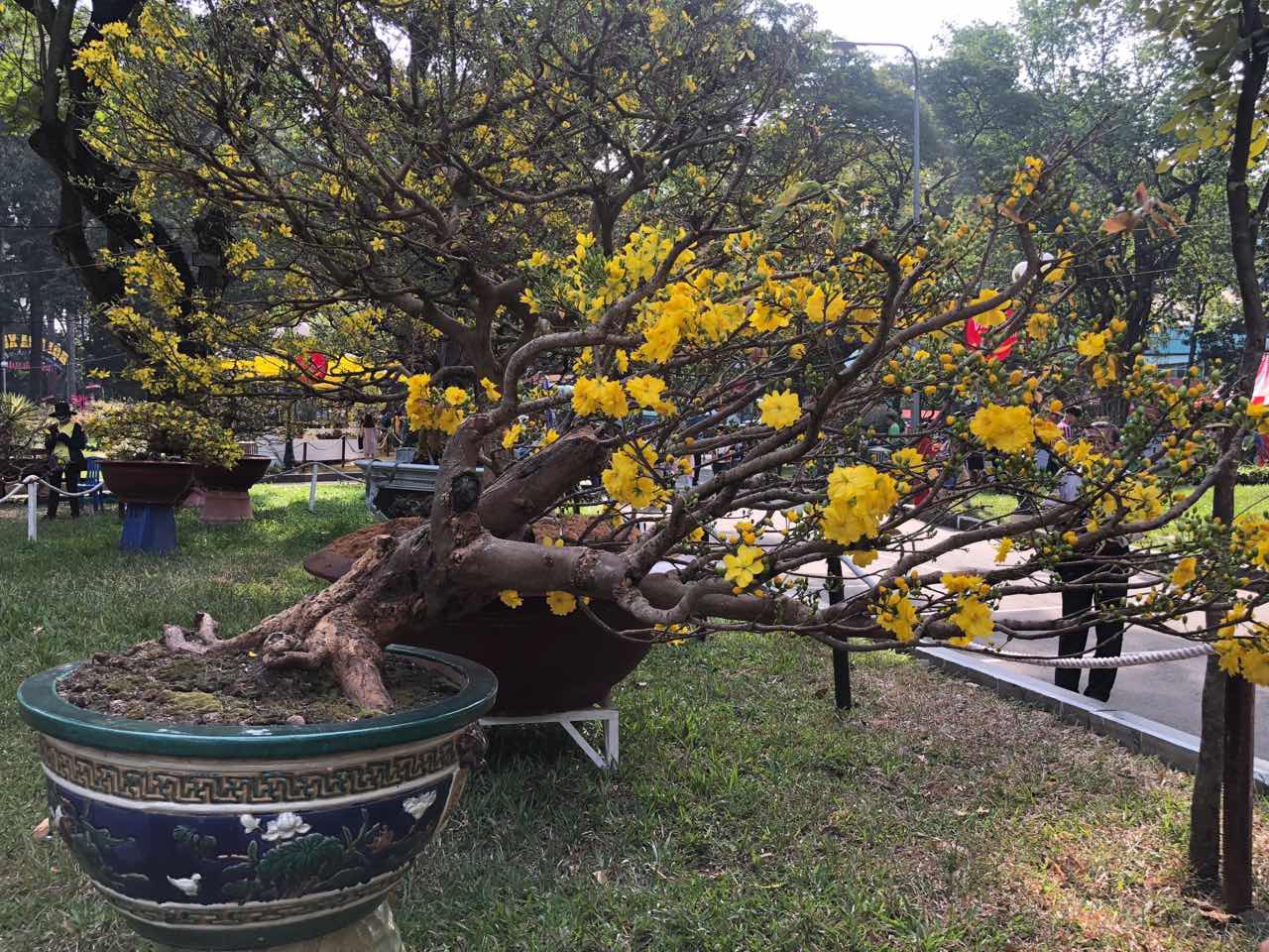 Mai l&agrave; điểm nhấn của Hội Hoa Xu&acirc;n Tao Đ&agrave;n - Ảnh 9.