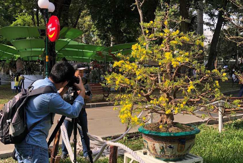 Mai là "điểm nhấn" của Hội Hoa Xuân Tao Đàn