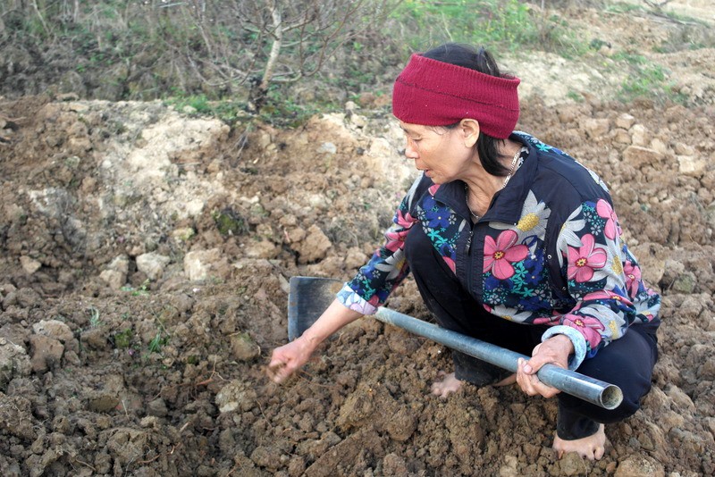 Đến làng đào khủng nghe kể chuyện người làm giàu, kẻ trắng tay - Ảnh 12.