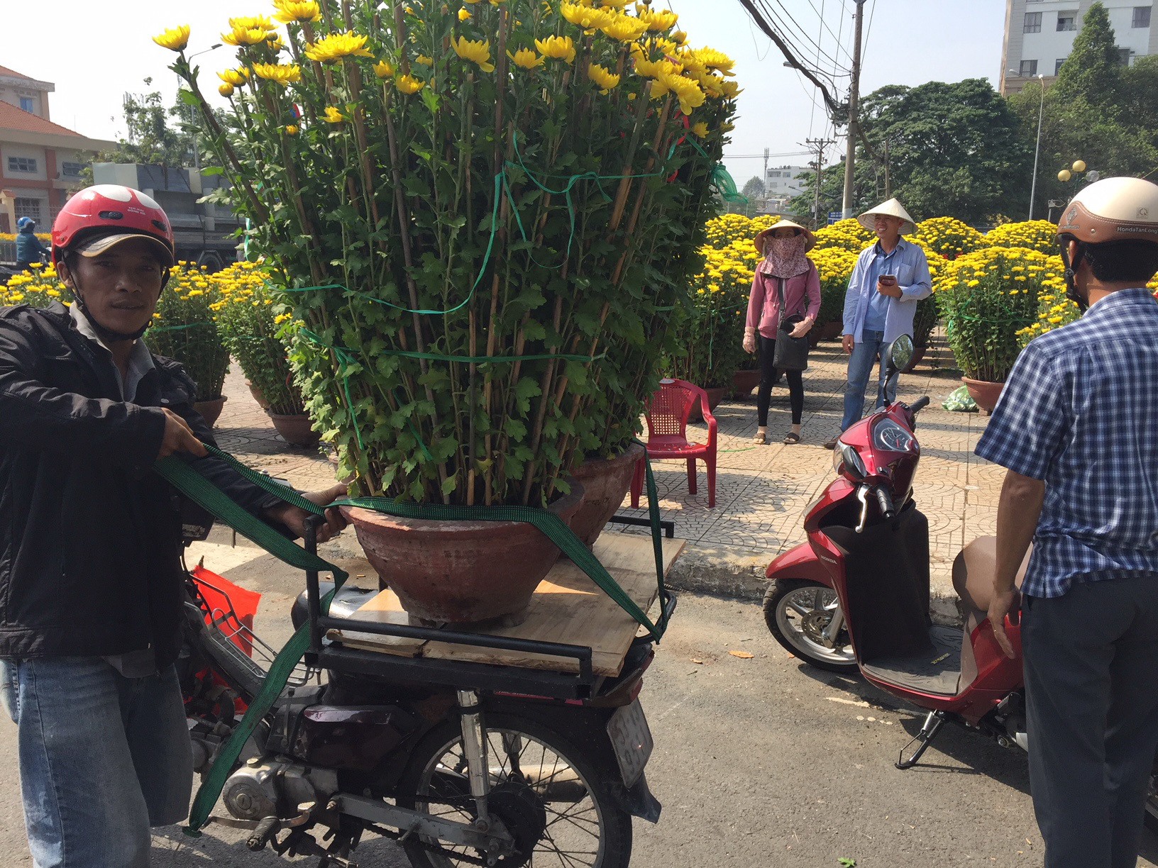 Hoa kiểng ngóng chờ khách