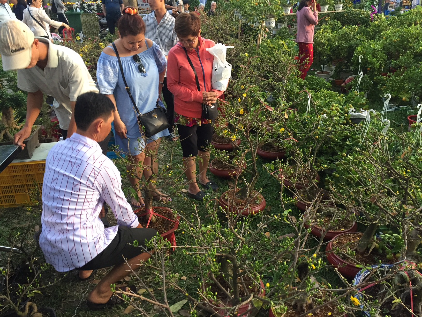 Hoa kiểng ngóng chờ khách - Ảnh 4.