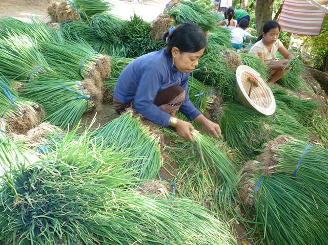 Dân "khóc thét" vì hành lá ở Phú Quốc 150.000 đồng/kg