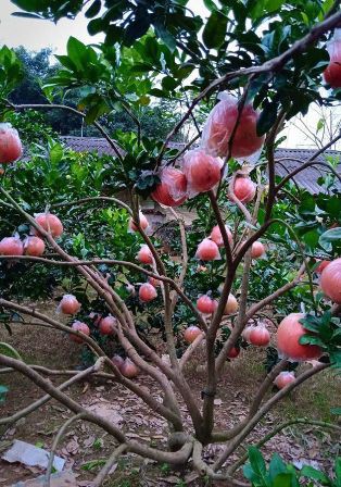 Bưởi đỏ tiến vua vẽ thư pháp giá cả triệu đồng - Ảnh 2.