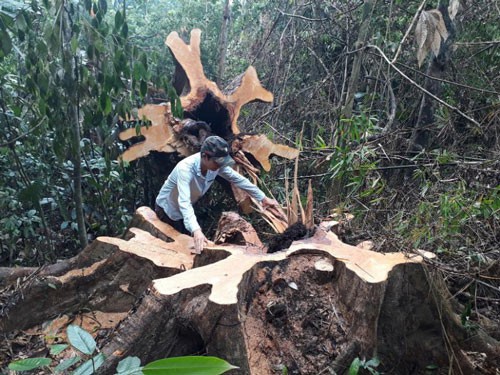 Trộm gỗ rừng tự nhiên, xóa trắng rừng phòng hộ