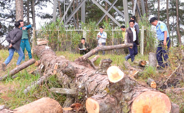Xà xẻo đất rừng