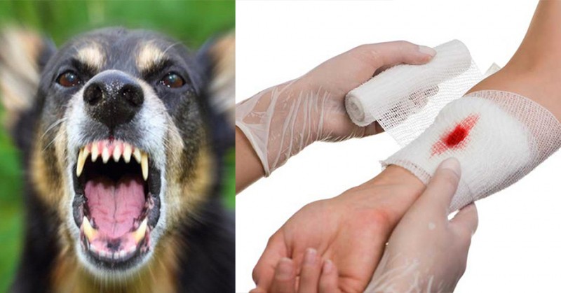 Lý do khiến bệnh dại ở Cà Mau gia tăng