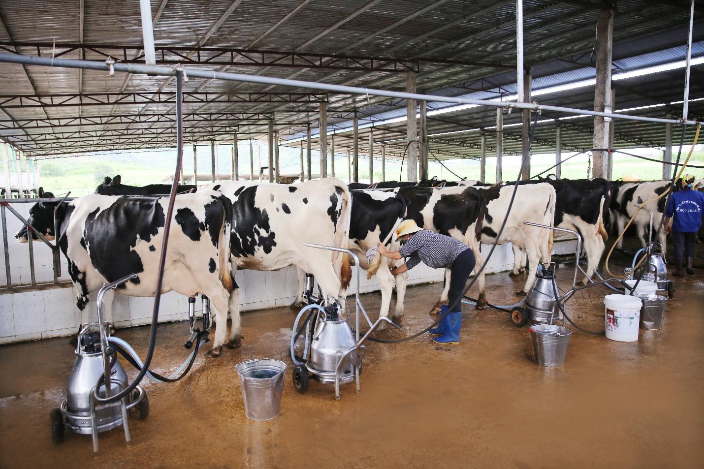 Vị thế của “ông lớn” ngành sữa Việt - Ảnh 1.