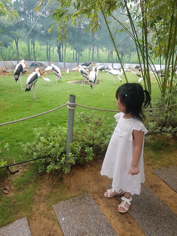 Kh&aacute;m ph&aacute; FLC Zoo Safari Park &ndash; vườn th&uacute; độc đ&aacute;o tại Quy Nhơn - Ảnh 5.