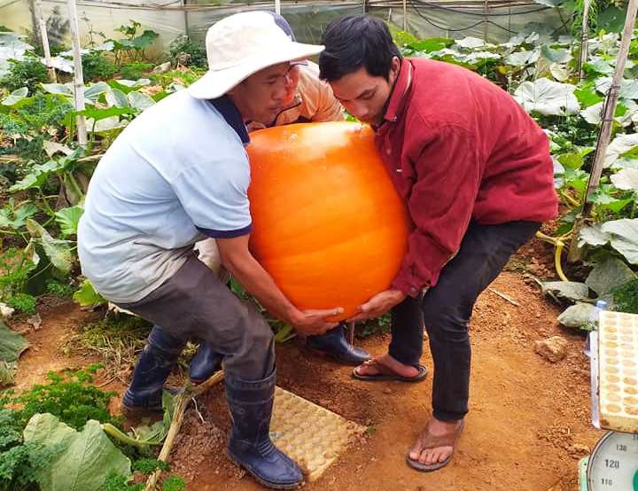 Ngắm b&iacute; ng&ocirc; khổng lồ ở Đ&agrave; Lạt sẵn s&agrave;ng cho lễ Halloween - Ảnh 5.