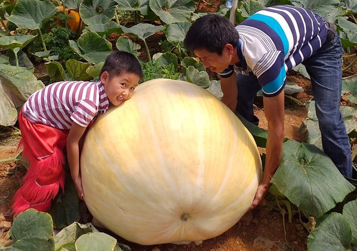 Ngắm bí ngô khổng lồ ở Đà Lạt sẵn sàng cho lễ Halloween