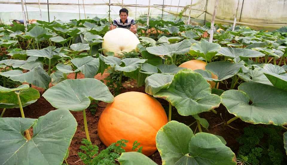 Ngắm b&iacute; ng&ocirc; khổng lồ ở Đ&agrave; Lạt sẵn s&agrave;ng cho lễ Halloween - Ảnh 3.