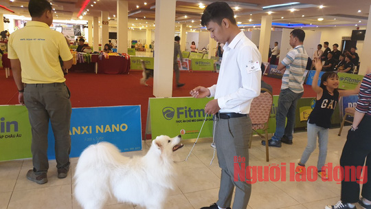 Hàng trăm chó đẹp đến từ nhiều quốc gia tranh sắc tại Bình Dương - Ảnh 5.