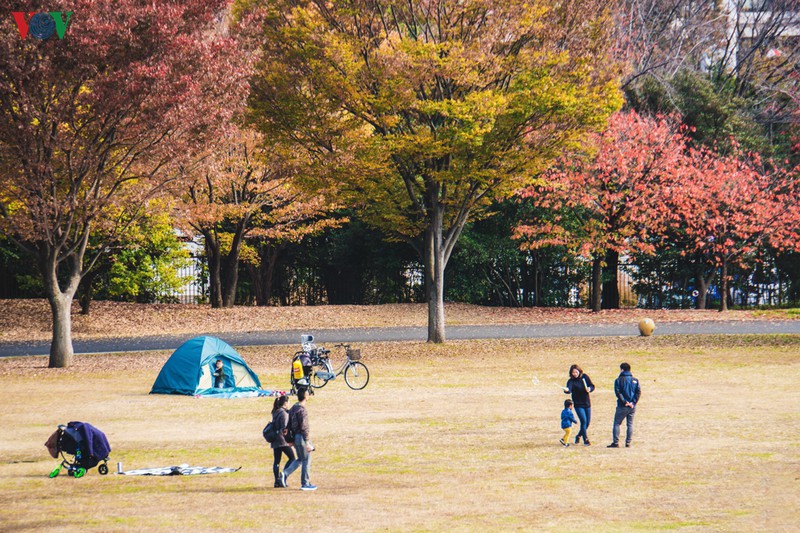 Đến Tokyo dạo dưới tán ngân hạnh nhuộm vàng mùa thu - Ảnh 12.