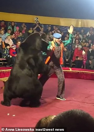 Gấu tấn c&ocirc;ng nghệ sĩ xiếc tr&ecirc;n s&acirc;n khấu kh&ocirc;ng r&agrave;o chắn - Ảnh 3.