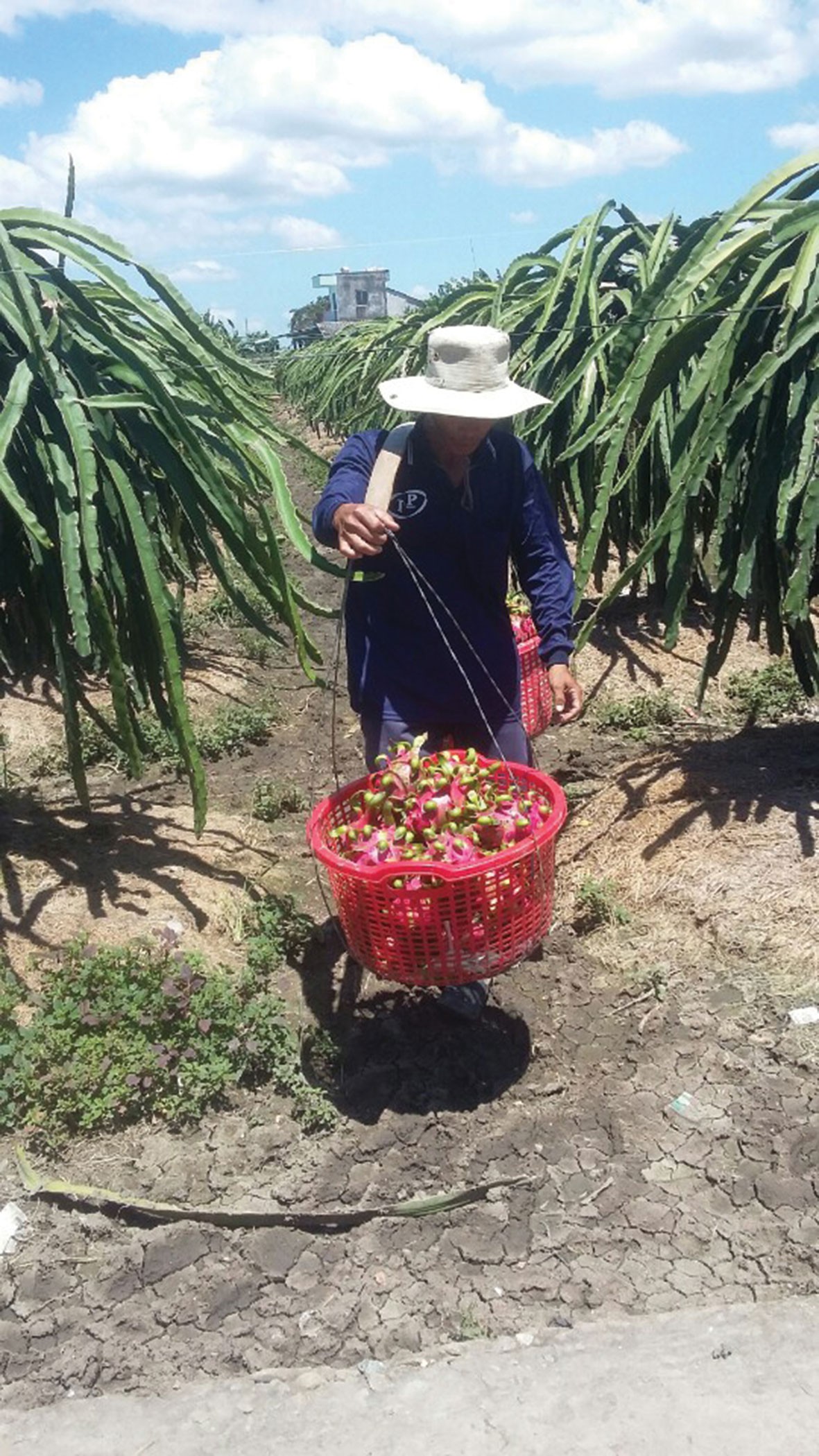 Cuộc thi ảnh N&eacute;t đẹp lao động: Cần mẫn giữa đời - Ảnh 4.