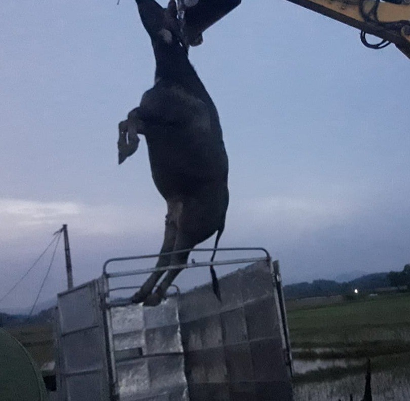Đang ngồi xe trâu kéo, người phụ nữ bị cây đổ đè tử vong