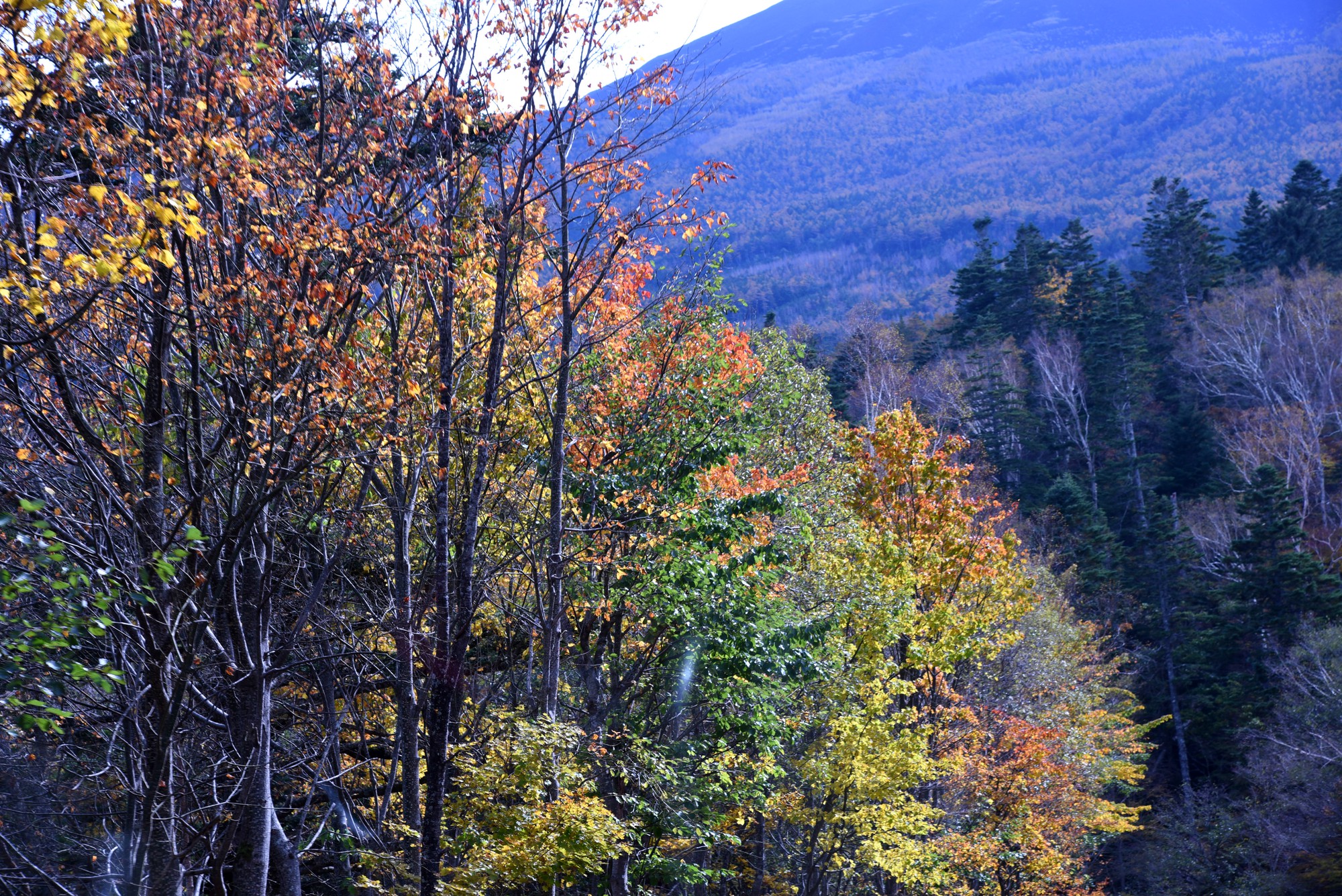 Nhặt chiếc l&aacute; thu nhớ về Ph&uacute; Sỹ - Ảnh 7.