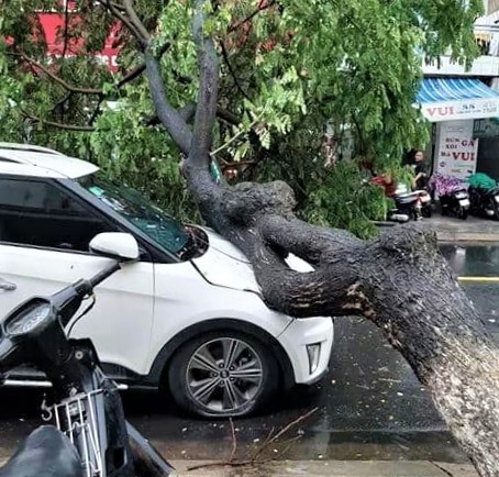 Đà Nẵng: Ảnh hưởng nhẹ của bão, hàng loạt cây xanh đã bật gốc