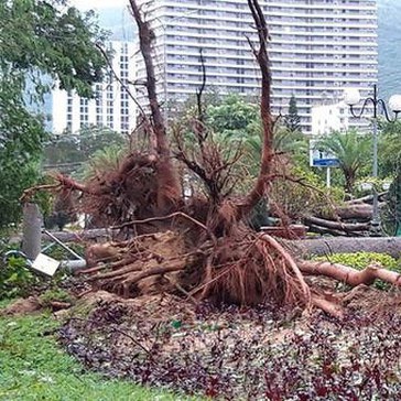 Bình Định: Ngổn ngang sau cơn bão số 5 - Ảnh 13.