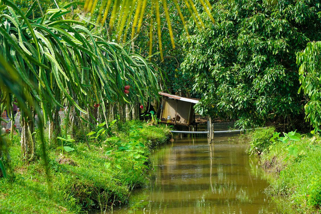 Một ngày ăn chơi thỏa thích tại Cần Thơ - Ảnh 3.
