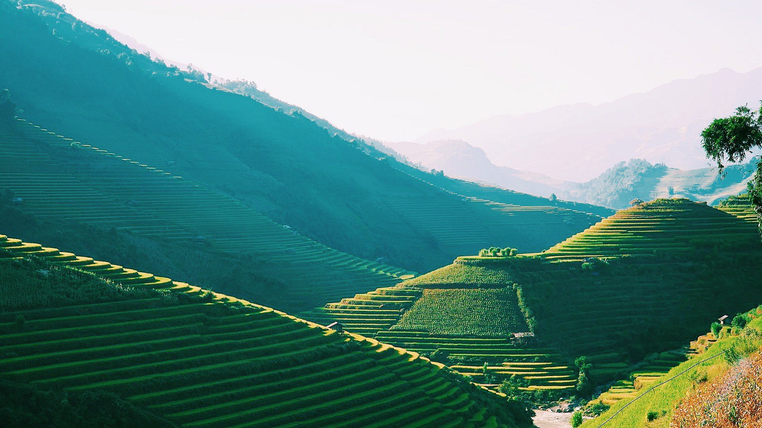 M&ugrave; Cang Chải lấp l&aacute;nh những nấc thang v&agrave;ng - Ảnh 2.
