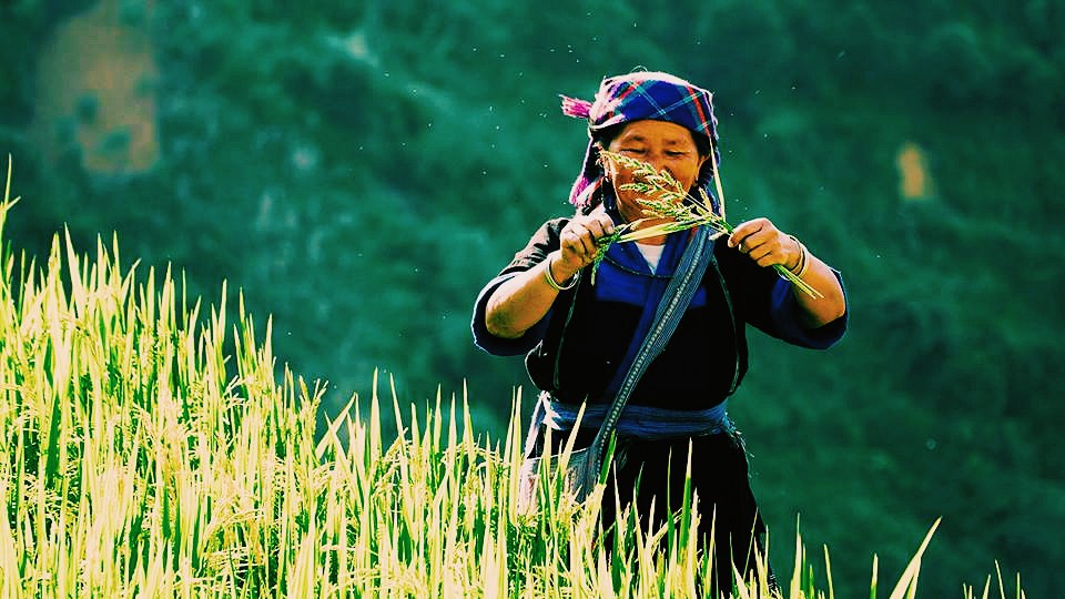 M&ugrave; Cang Chải lấp l&aacute;nh những nấc thang v&agrave;ng - Ảnh 4.