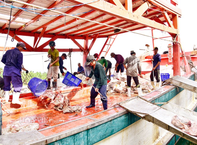La liệt c&aacute;  ở Tắc Cậu l&uacute;c rạng s&aacute;ng - Ảnh 4.