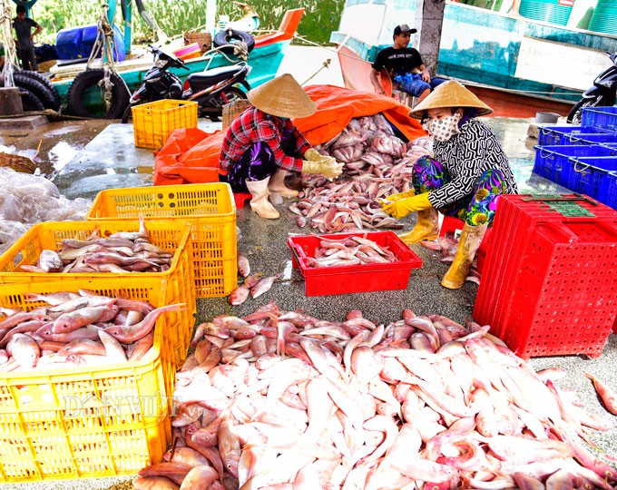 La liệt c&aacute;  ở Tắc Cậu l&uacute;c rạng s&aacute;ng - Ảnh 5.