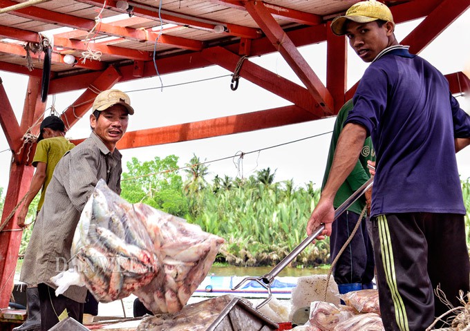 La liệt c&aacute;  ở Tắc Cậu l&uacute;c rạng s&aacute;ng - Ảnh 10.