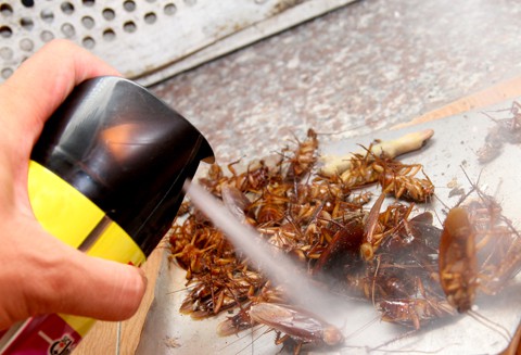 "Trảm" cơ sở bán thuốc diệt côn trùng chung với thực phẩm