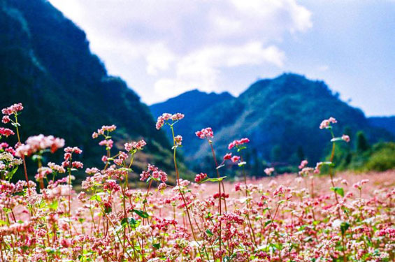 "Sắc hồng cao nguyên đá" Hà Giang