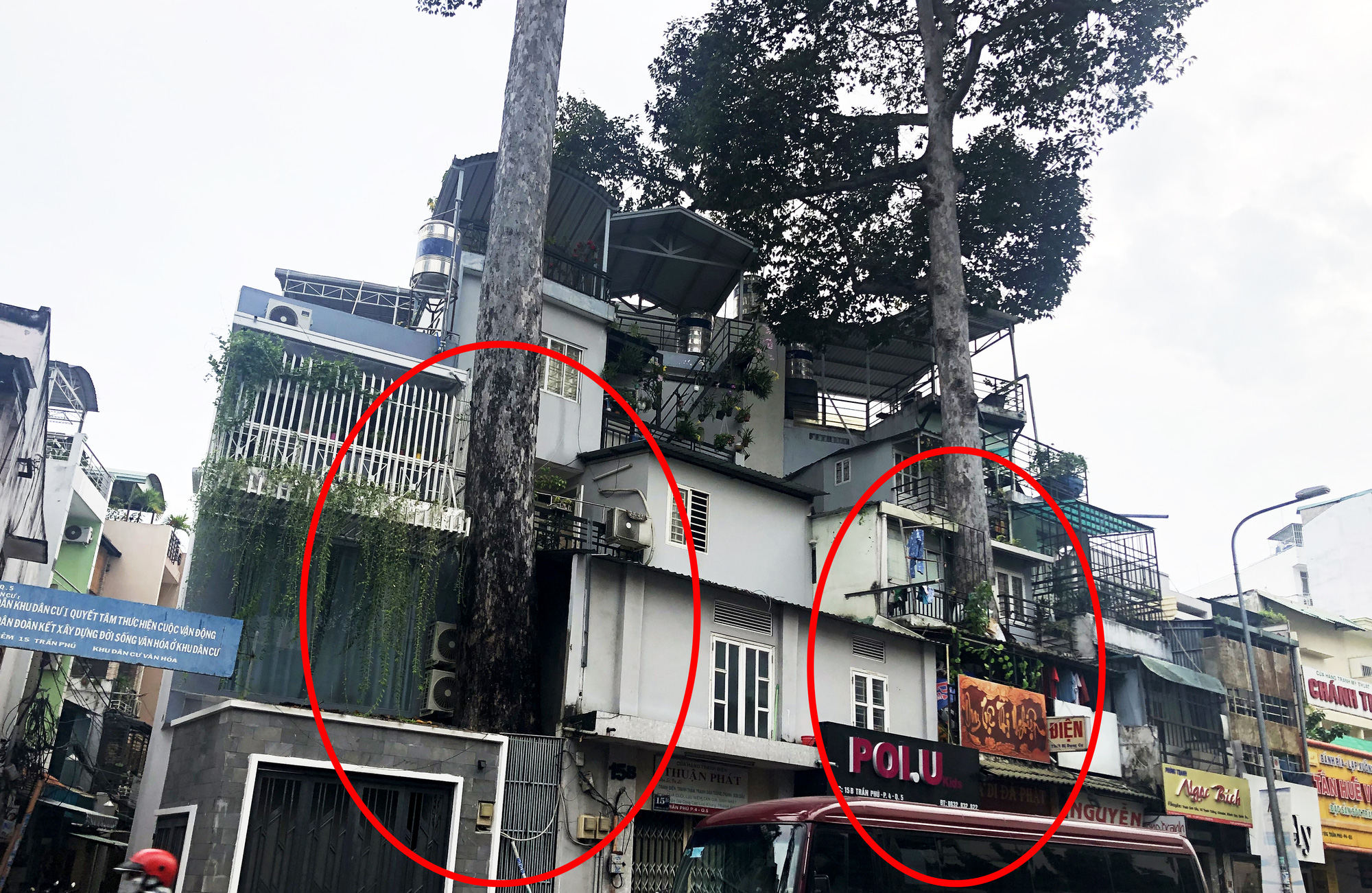 Cổ thụ "đâm" giữa nhà dân ở TP HCM