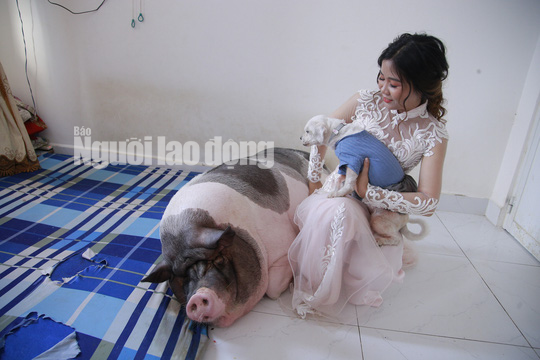 Chuyện lạ: Trước khi về nh&agrave; chồng, c&ocirc; d&acirc;u chăm ch&uacute; heo nặng 160kg trong ph&ograve;ng - Ảnh 1.