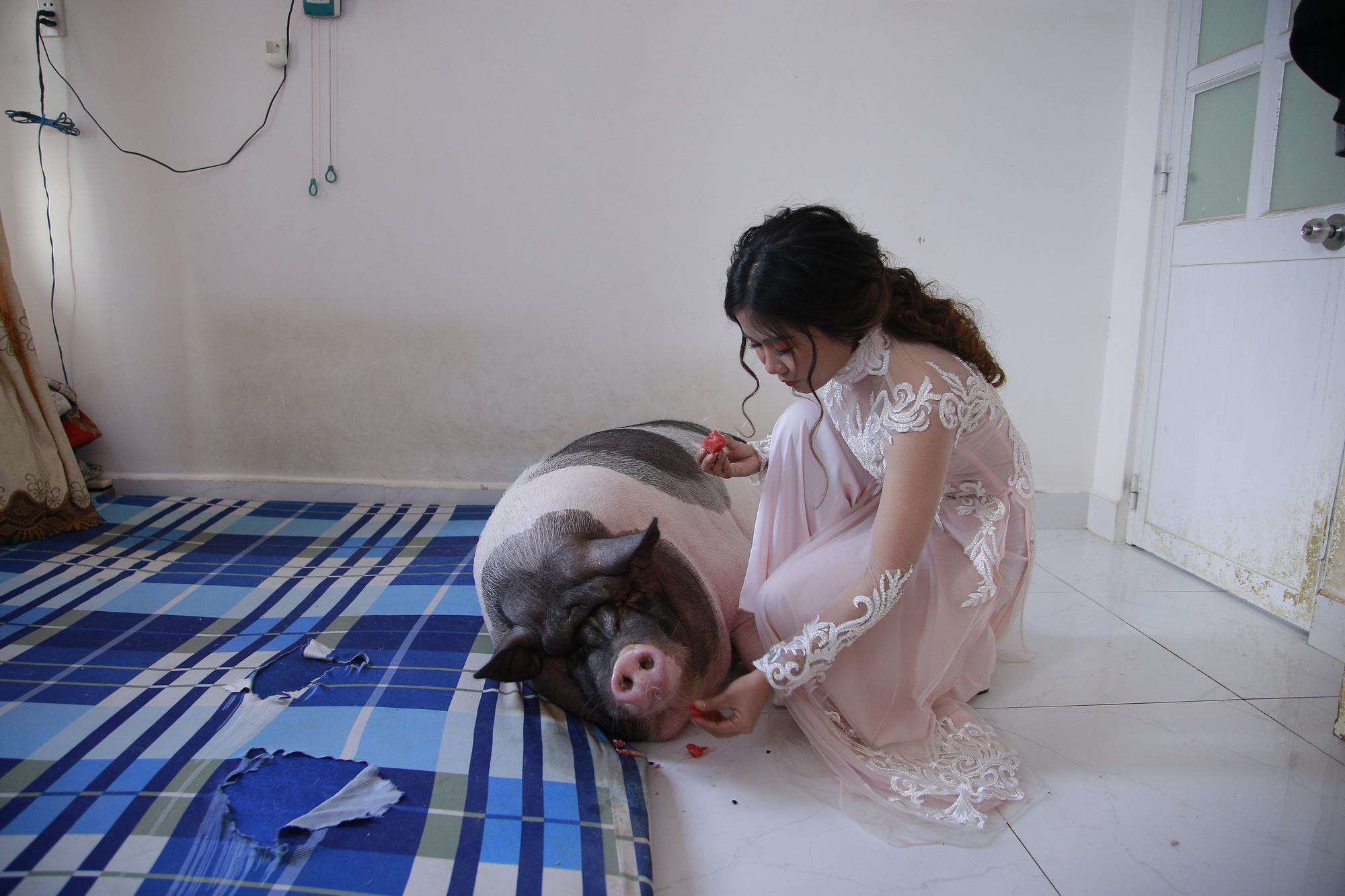 Chuyện lạ: Trước khi về nhà chồng, cô dâu chăm chú heo nặng 160kg trong phòng