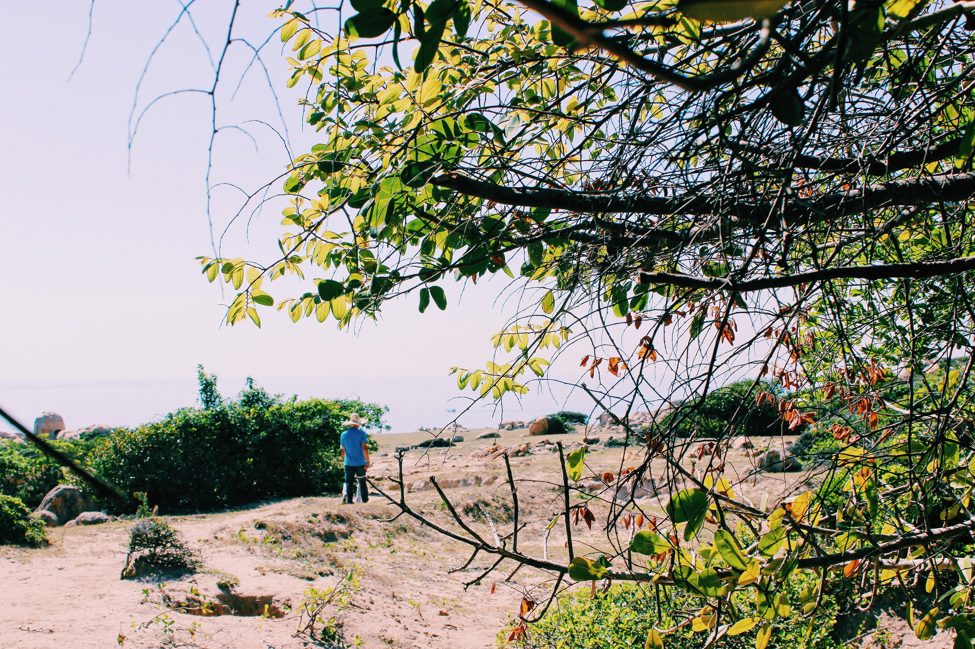 Lạc giữa rừng khô Phan Rang - Ảnh 3.