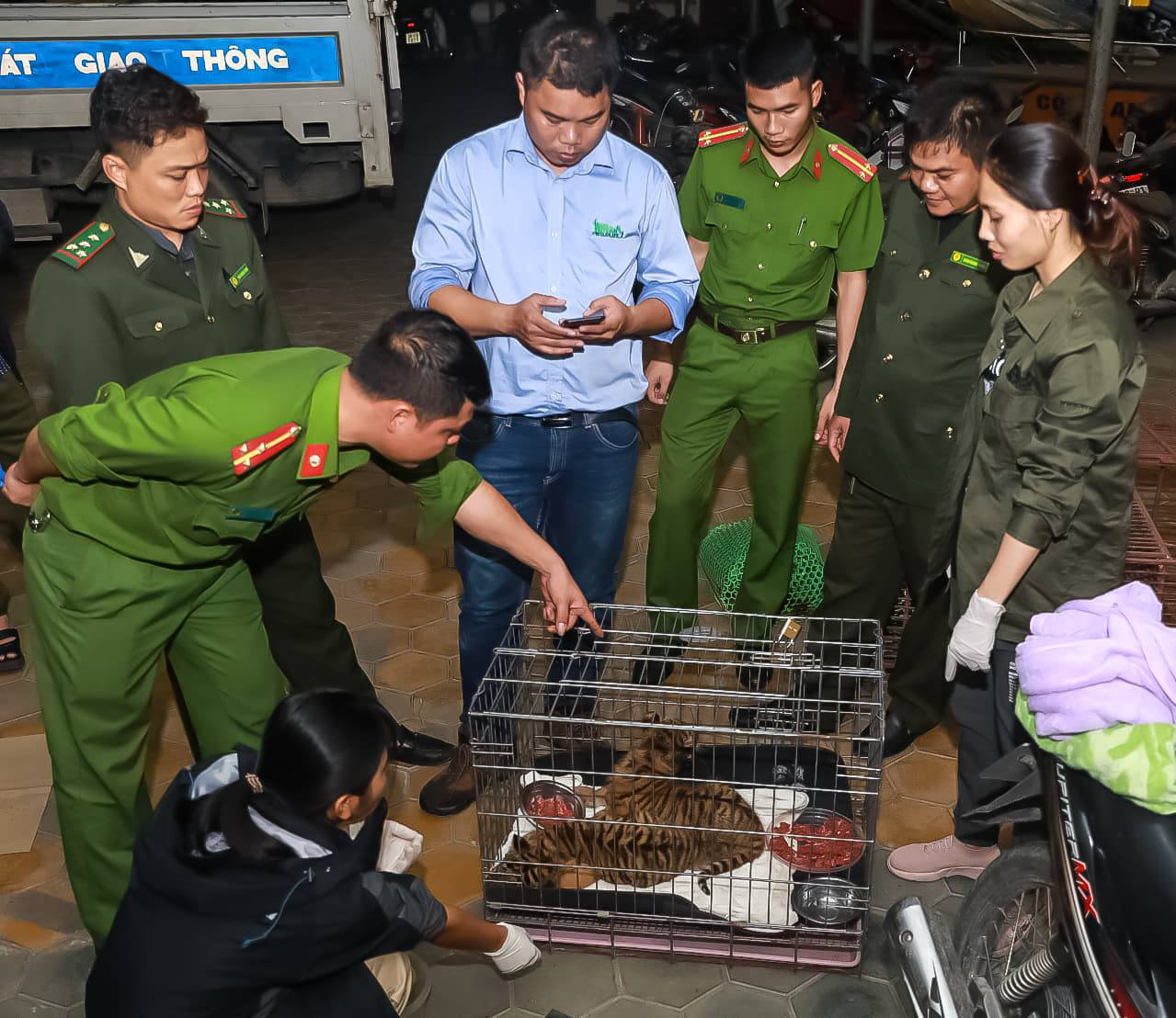 Cận cảnh 2 c&aacute; thể hổ c&ograve;n sống bị bỏ lại b&ecirc;n QL8A - Ảnh 3.